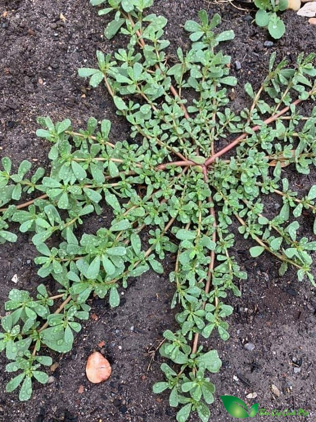 Không ít người dân ở Trung Quốc vào rừng sâu tìm hái rau sam bán lấy tiền. Ảnh: Internet