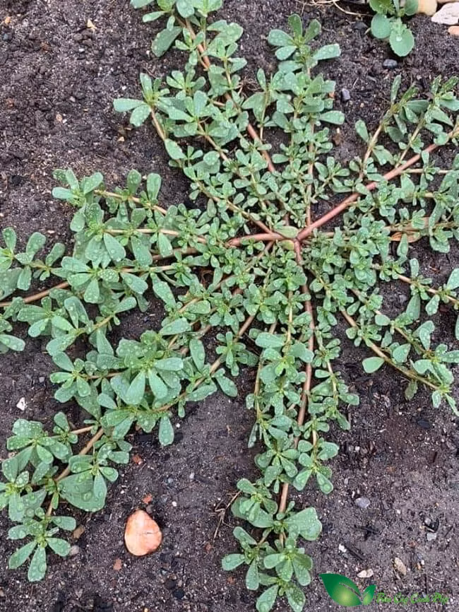 Không ít người dân ở Trung Quốc vào rừng sâu tìm hái rau sam bán lấy tiền. Ảnh: Internet