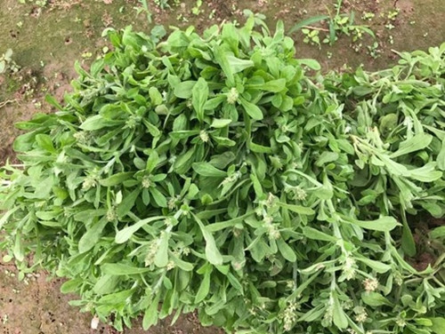 Ngoài làm bánh khúc, rau khúc còn có thể ăn như một món rau thông thường như xào, luộc, nấu canh... Ảnh: Internet