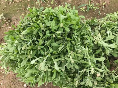 Ngoài làm bánh khúc, rau khúc còn có thể ăn như một món rau thông thường như xào, luộc, nấu canh... Ảnh: Internet