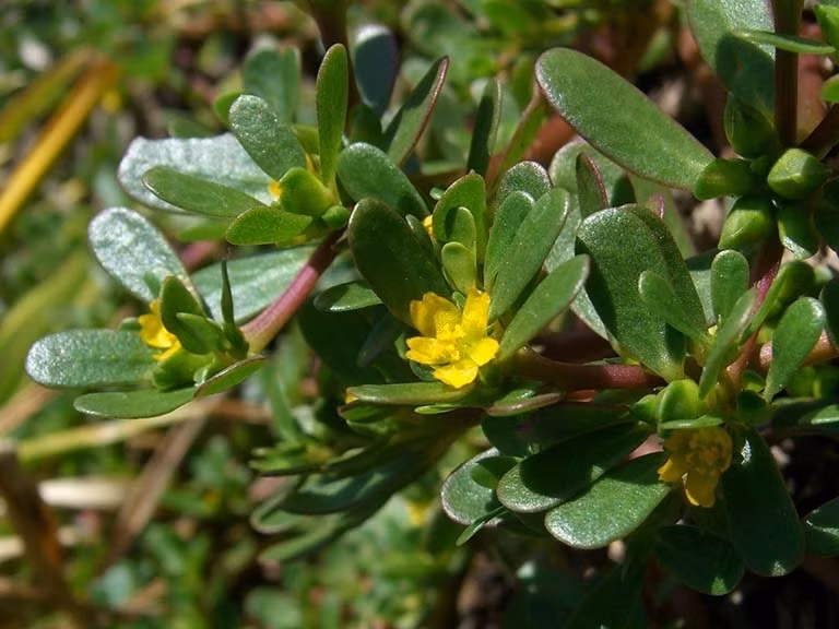 Rau sam thân mềm giống hoa mười giờ, trước kia mọc hoang dại tại nhiều vùng quê của Việt Nam. Trước đây, rau sam gắn liền với những bữa cơm dân dã của người Việt. Nhiều gia đình thậm chí hái rau sam cho lợn ăn. Ảnh: Báo dân tộc &amp; phát triển