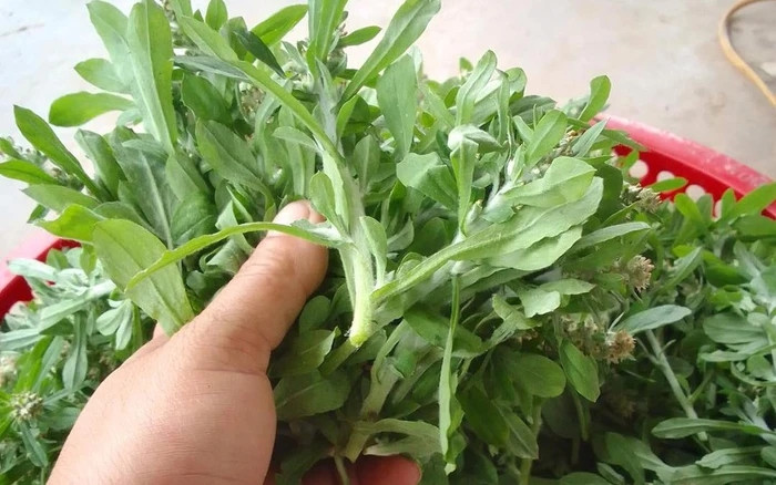  Rau khúc trước kia mọc hoang khắp các cánh đồng, người dân thường hái về cho lợn, gà ăn. Nhưng hiện tại, rau khúc được nhiều người săn lùng, thậm chí, ngày càng trở nên khan hiếm, đẩy giá cả lên cao bất ngờ. Ảnh: Dân Việt