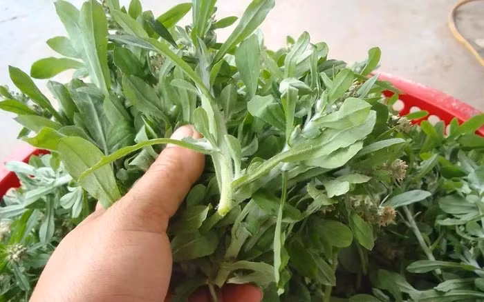  Rau khúc trước kia mọc hoang khắp các cánh đồng, người dân thường hái về cho lợn, gà ăn. Nhưng hiện tại, rau khúc được nhiều người săn lùng, thậm chí, ngày càng trở nên khan hiếm, đẩy giá cả lên cao bất ngờ. Ảnh: Dân Việt