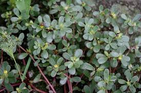 Nhưng vài năm gần đây, rau sam bỗng thành đặc sản được dân thành phố săn lùng, nhất là vào những ngày hè oi nóng. Ảnh: Internet