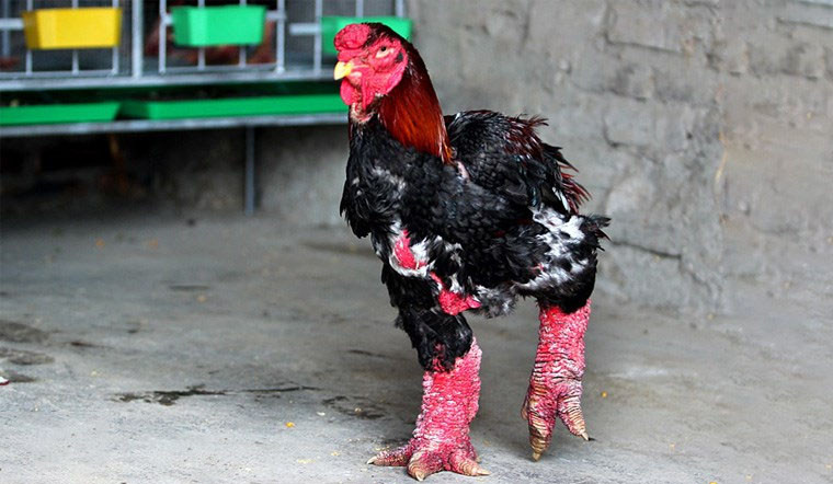 Trong khi đó, hãng tin AFP từng ca ngợi đôi chân của gà Đông Tảo và gọi chúng là loài "gà rồng". Ảnh: Bachhoaxanh