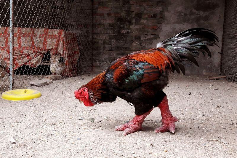 Thịt gà Đông Tảo giòn, có mùi thơm đặc trưng và vị đậm đà. Ảnh: Tài Đức Food