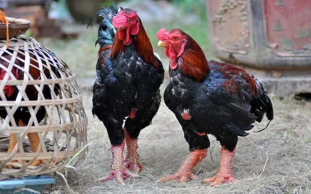 Gà Đông Tảo có xuất xứ từ xã Đông Tảo (Khoái Châu, Hưng Yên). Mỗi con gà trưởng thành nặng tới 6 kg, "được cho là mang lại may mắn và giàu có". Ảnh: VTV