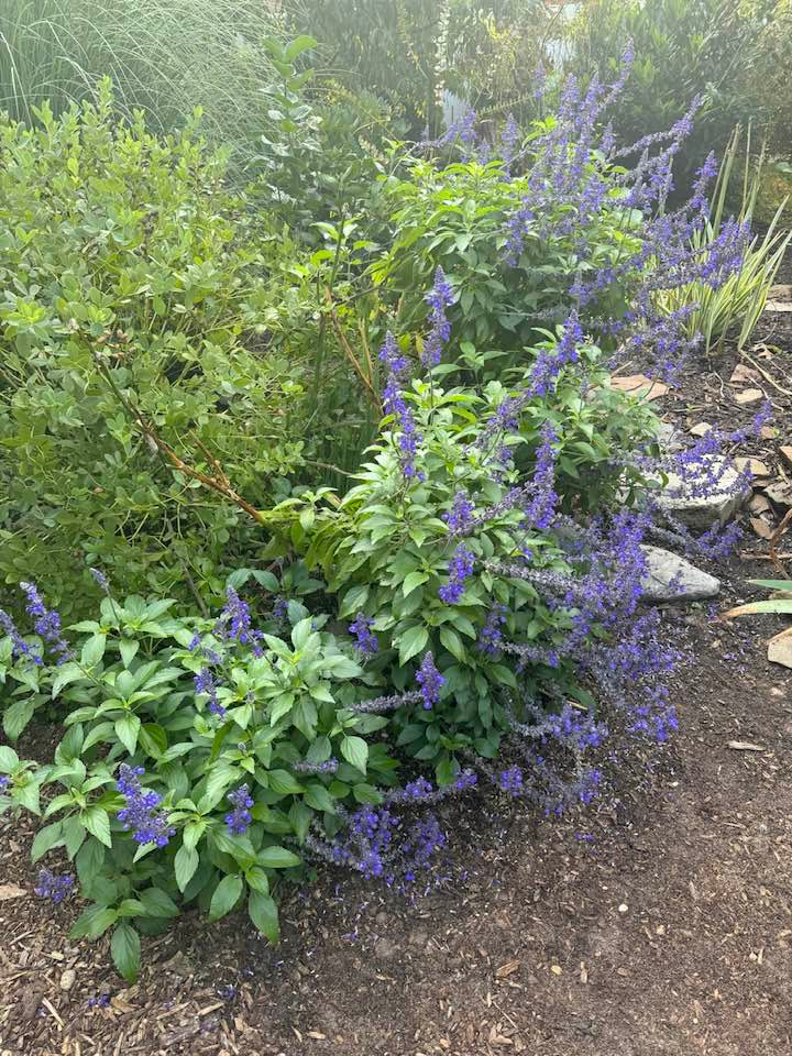 Hoa oải hương với sắc tím dịu dàng, hương thơm mát, dễ chịu, mang lại cảm giác thư thái. Ảnh: FB Lien Pham