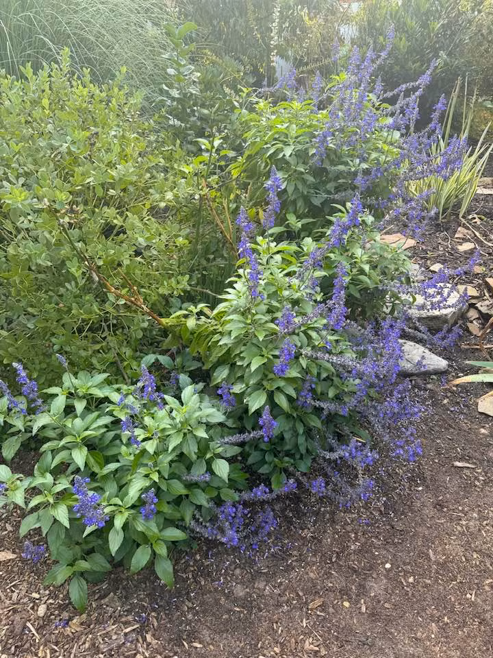 Hoa oải hương với sắc tím dịu dàng, hương thơm mát, dễ chịu, mang lại cảm giác thư thái. Ảnh: FB Lien Pham