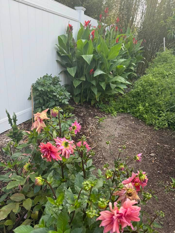 Hoa thược dược với sắc hồng rực rỡ nở rộ trong vườn. Dọc theo hàng rào còn có cây hoa chuối cảnh trổ bông đỏ rực. Ảnh: FB Lien Pham