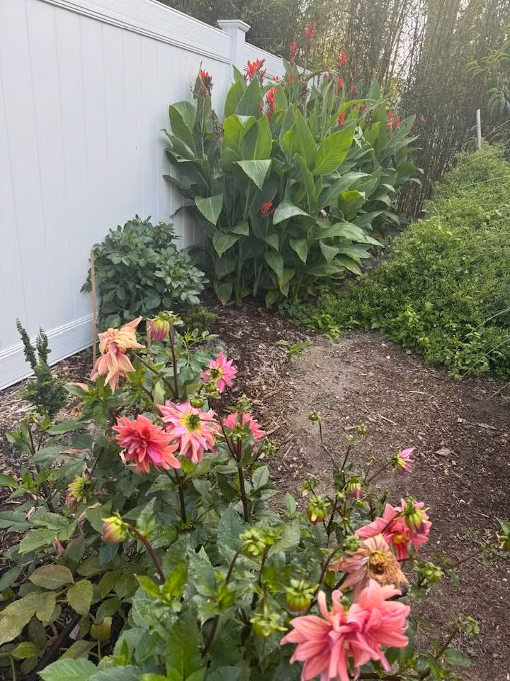 Hoa thược dược với sắc hồng rực rỡ nở rộ trong vườn. Dọc theo hàng rào còn có cây hoa chuối cảnh trổ bông đỏ rực. Ảnh: FB Lien Pham