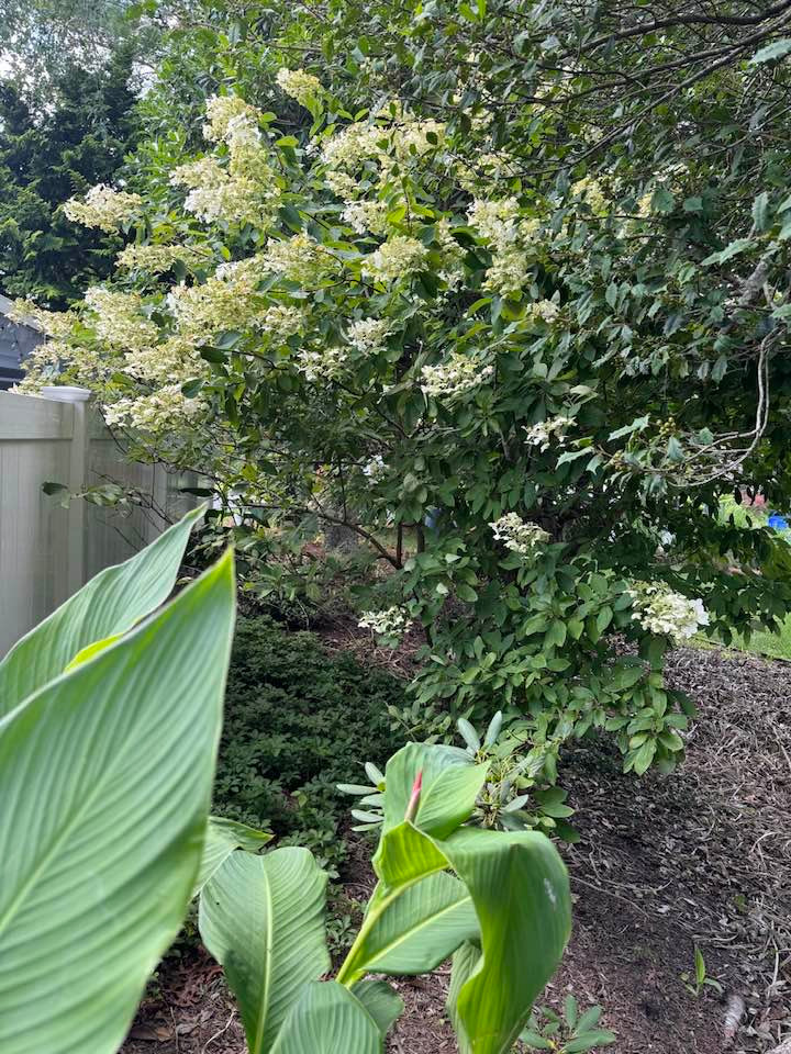 Khu vườn của bà Liên Phạm trông khá rộng rãi nhưng vẫn còn nhiều khoảng trống. Ảnh: FB Lien Pham