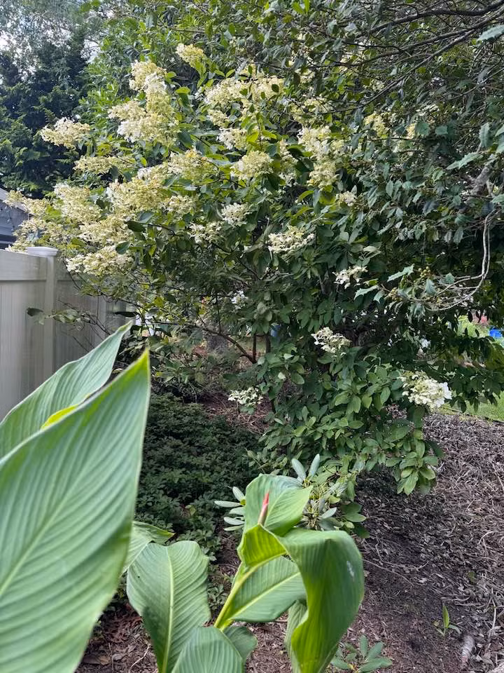 Khu vườn của bà Liên Phạm trông khá rộng rãi nhưng vẫn còn nhiều khoảng trống. Ảnh: FB Lien Pham