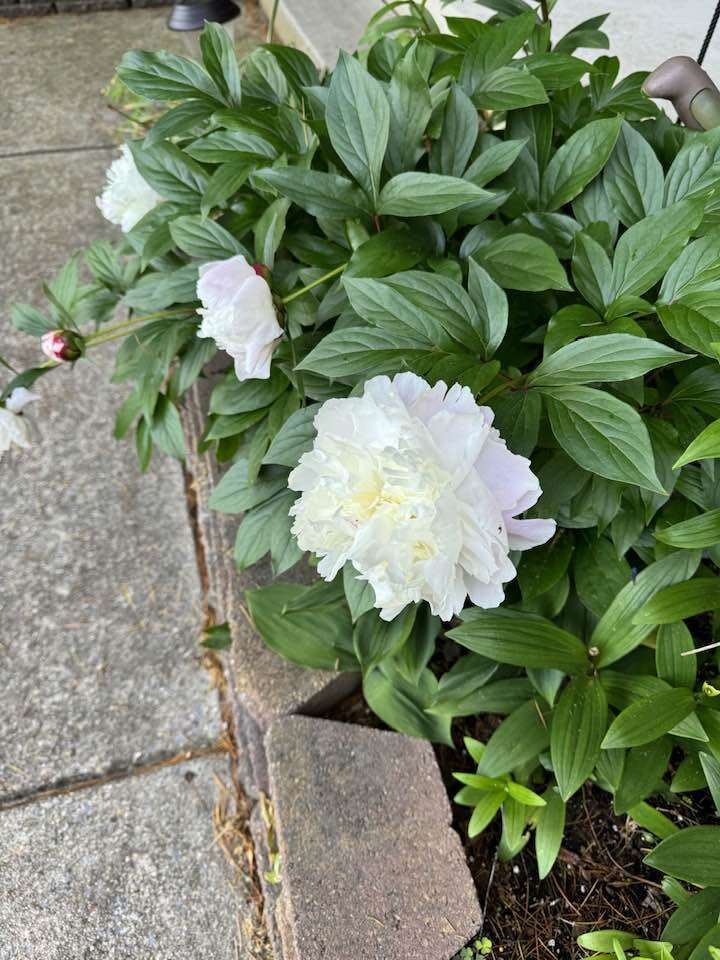 Mẫu đơn trắng tinh khôi ngay bên sân vườn. Ảnh: FB Lien Pham