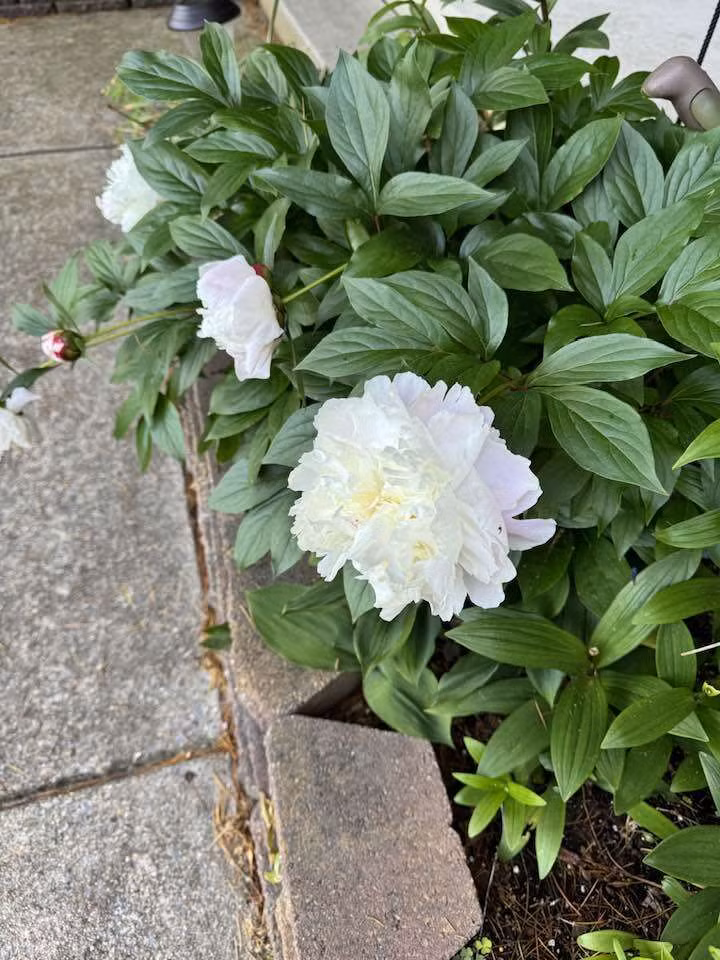 Mẫu đơn trắng tinh khôi ngay bên sân vườn. Ảnh: FB Lien Pham