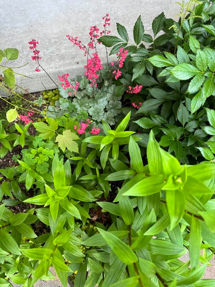 Góc nhỏ khác trong vườn với những cây cỏ xanh mát.Ảnh: FB Lien Pham