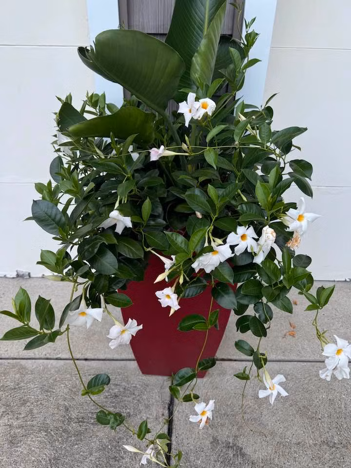 Huỳnh anh trắng tinh khôi trước hiên nhà thơm ngát. Ảnh: FB Lien Pham