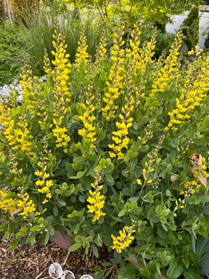 Bà Liên Phạm thích thú trước chùm hoa màu vàng tươi đang nở rộ. Ảnh: FB Lien Pham