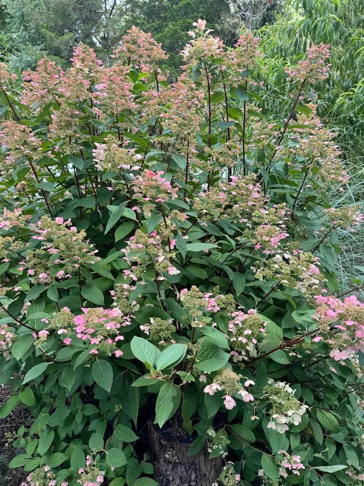 Yêu thiên nhiên, bầu show Liên Phạm dành nhiều thời gian để ngắm nhìn khu vườn rực rỡ sắc hoa. Ảnh: FB Lien Pham