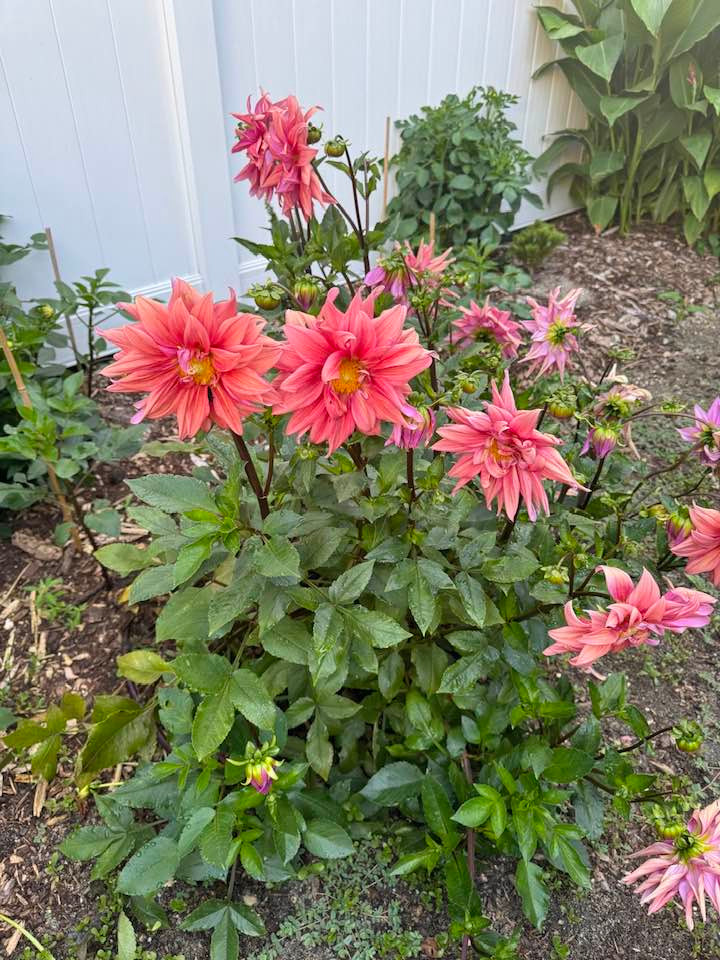 Đặc biệt, bà Liên Phạm rất yêu khu vườn đầy hoa thơm, cây cỏ trong ngôi nhà ở thành phố Atlantic. Mới đây, bà khoe vườn hoa tại nhà khiến khán giả không khỏi xuýt xoa. Ảnh: FB Lien Pham