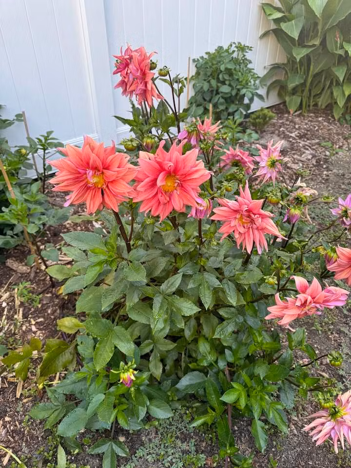 Đặc biệt, bà Liên Phạm rất yêu khu vườn đầy hoa thơm, cây cỏ trong ngôi nhà ở thành phố Atlantic. Mới đây, bà khoe vườn hoa tại nhà khiến khán giả không khỏi xuýt xoa. Ảnh: FB Lien Pham