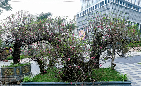 Gốc đào được đánh giá thuộc hàng "hiếm có khó tìm", chỉ cho thuê chứ không bán. Ảnh: Dân trí