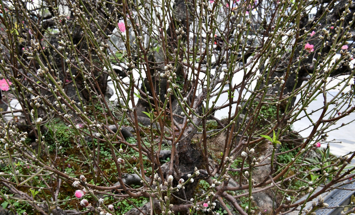 Cây đào dáng thế đẹp, nhiều nụ, được chủ vườn mua gốc từ nguồn đào rừng về ghép. Ảnh: Vietnamnet