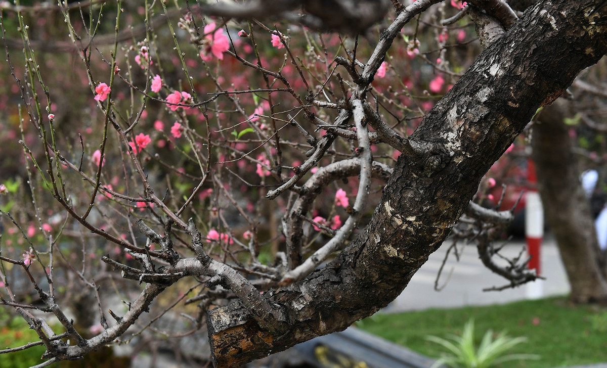 Theo tiết lộ của chủ nhân, gốc đào được mua từ Sơn La hơn 10 năm về ghép với cành của giống đào Nhật Tân. Ảnh: Vietnamnet