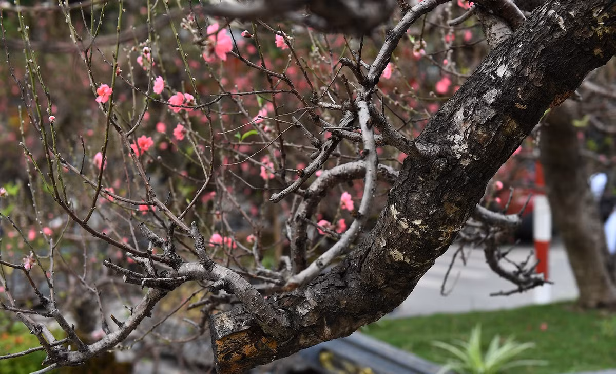 Theo tiết lộ của chủ nhân, gốc đào được mua từ Sơn La hơn 10 năm về ghép với cành của giống đào Nhật Tân. Ảnh: Vietnamnet