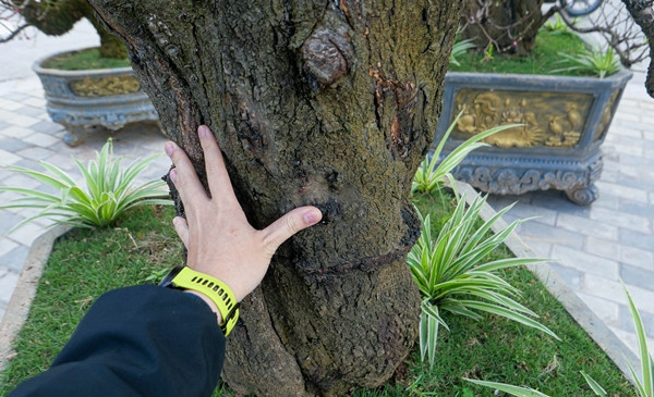 Đào cổ thụ là những gốc cây vững chãi, đường kính lớn, thân cây xù xì, lộ vẻ già nua theo năm tháng. Ảnh: Dân trí