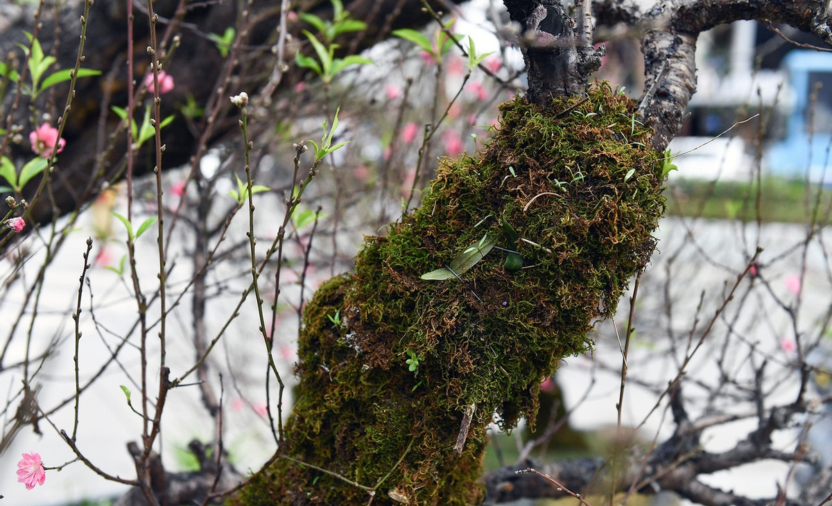 Sau một thời gian dài chăm sóc, cây cho thành quả như hiện tại. Ảnh: Vietnamnet