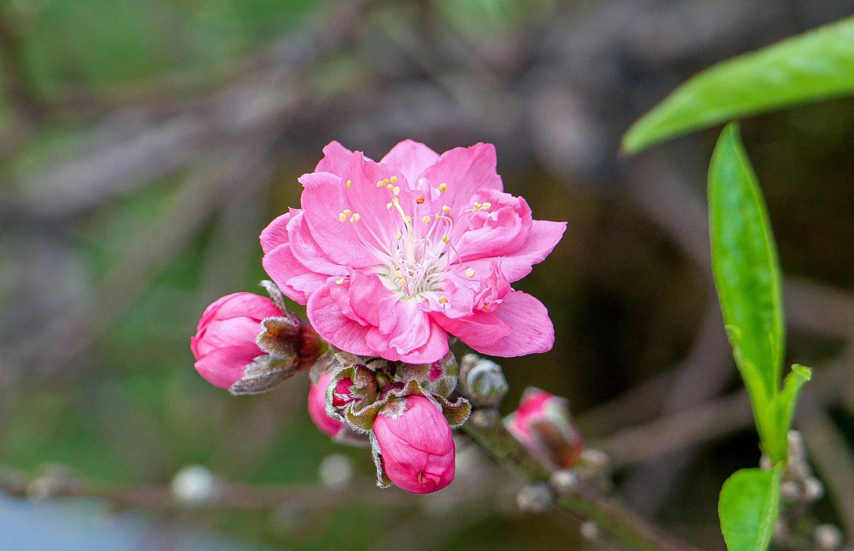 Thời tiết thuận lợi sẽ giúp cây nở hoa đúng dịp Tết. Ảnh: Dân trí