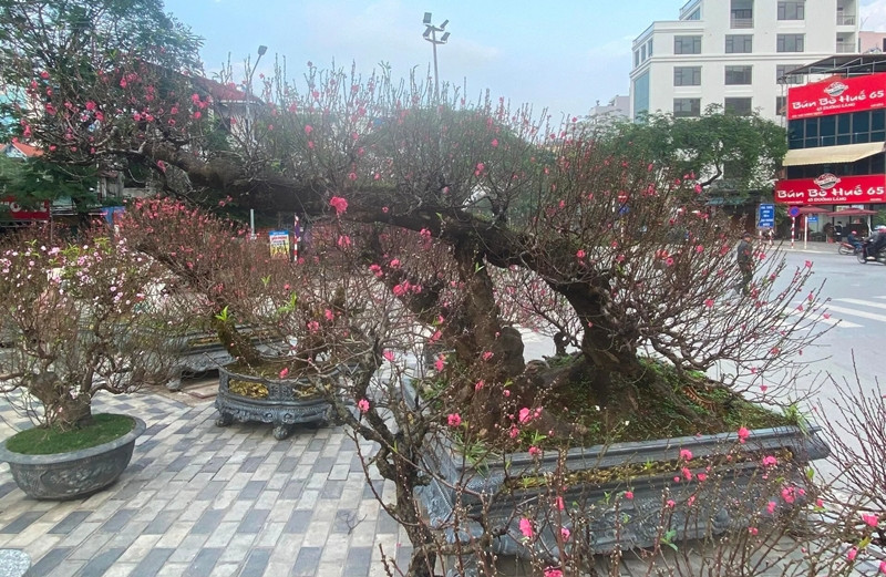 Nhiều người ngang qua bị thu hút bởi vẻ đẹp của cây đào cổ thụ khổng lồ. Ảnh: Công Hiếu - Minh Đức