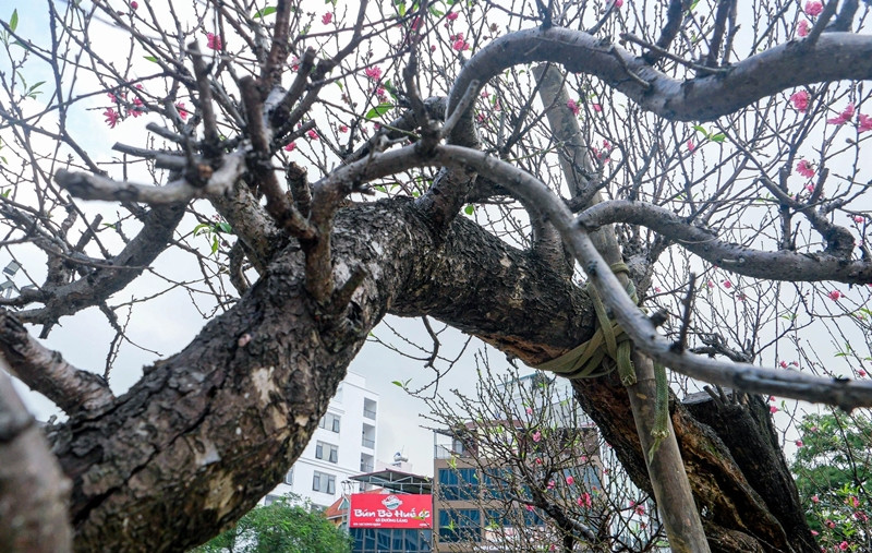 Không chỉ dáng thế đẹp, các tay cành còn nhiều nụ hiếm có. Ảnh: Dân trí