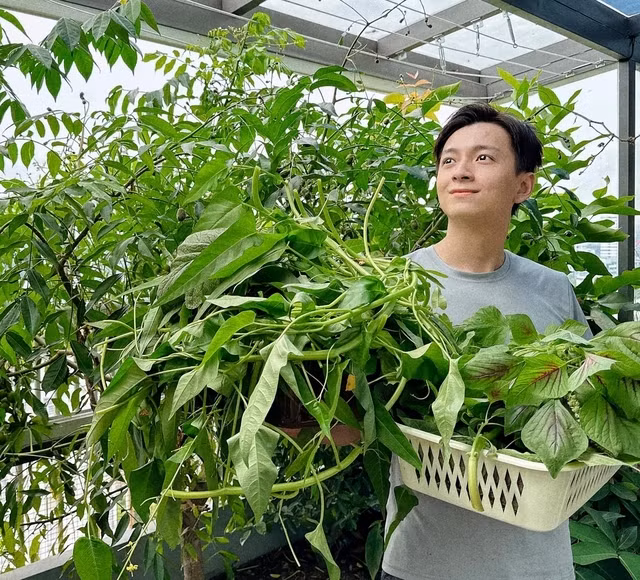Nam ca sĩ khoe thu hoạch rau xanh trên sân thượng.