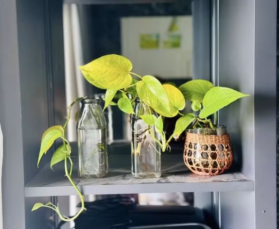 Là người yêu thiên nhiên cây cỏ, từ trong nhà ra ban công, MC Đại Nghĩa trồng rất nhiều cây xanh.