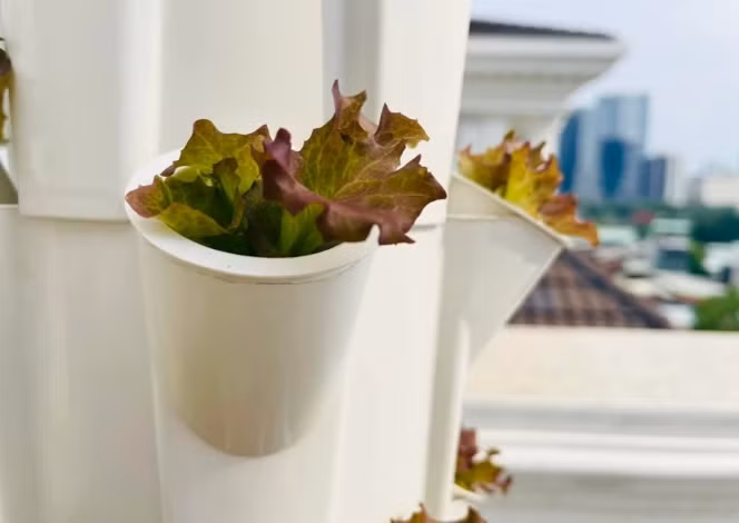 Nam MC trồng cẩn thận trong từng ống nhỏ để dễ tưới tiêu và chăm sóc.