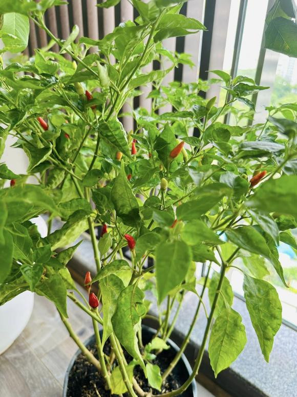 Nam MC còn trồng cả cây ớt chi chít quả.