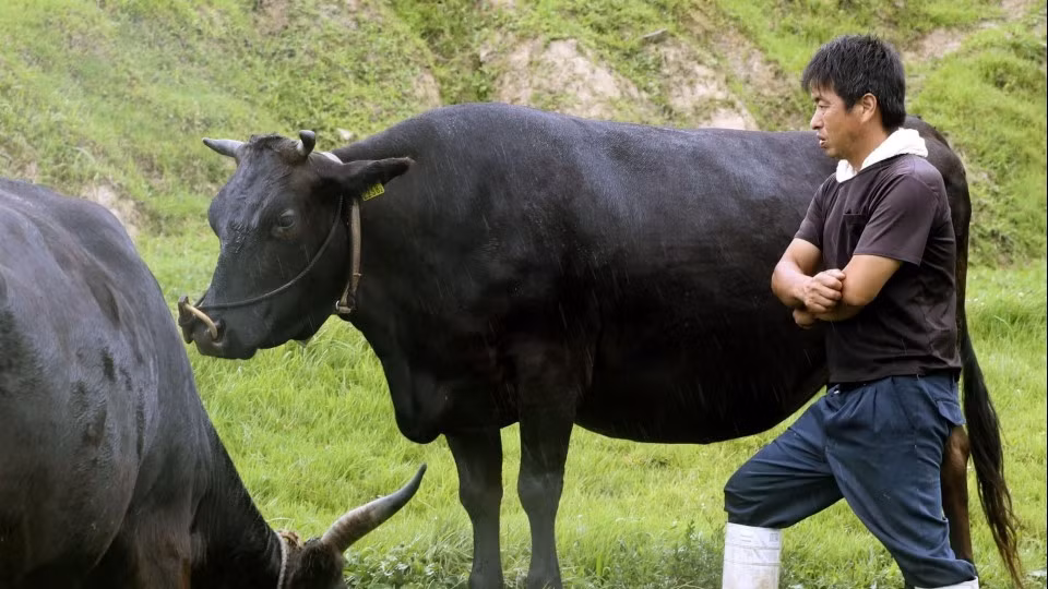 Bò Wagyu còn được nuôi trong môi trường thoải mái, thường được nghe nhạc, massage và uống bia để giảm stress và kích thích quá trình tích lũy mỡ. Ảnh: Getty