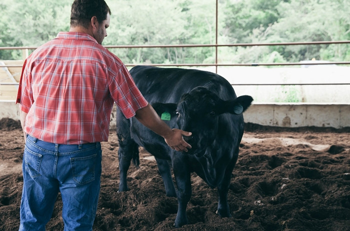 Một số trang trại còn cho bò tắm nắng để tăng cường sức khỏe. Các biện pháp này giúp bò không bị căng thẳng, thịt mềm và thơm ngon hơn. Ảnh: Black Hawk Farms