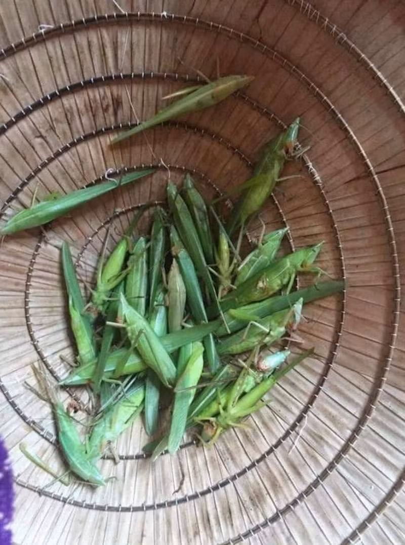  Muồm muỗm là loại côn trùng quen thuộc tại các vùng quê, thường xuất hiện vào mùa lúa chín.