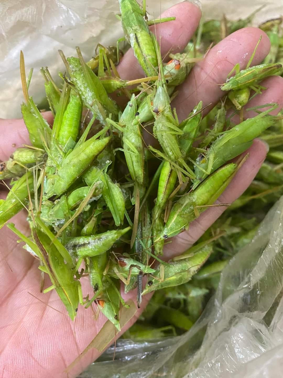 Dù giá lên tới 790.000 đồng/kg nhưng muồm muỗm vẫn được nhiều khách hàng đặt mua. Chị Thảo phải gom mấy ngày mới được vài cân trả cho khách.