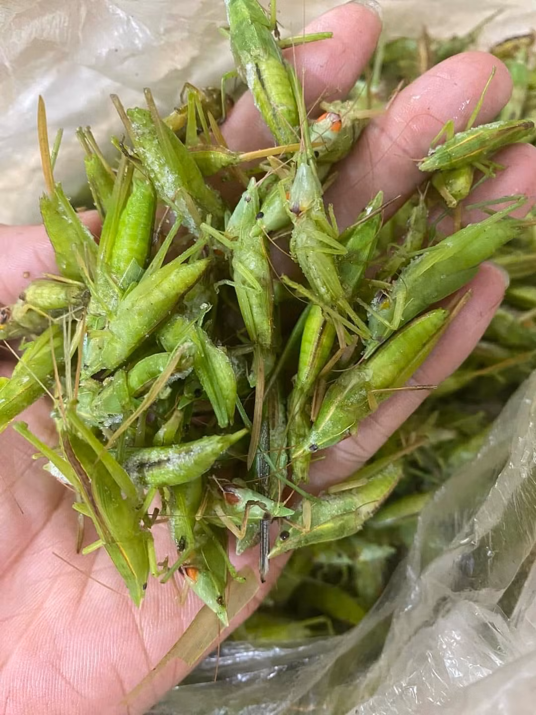 Dù giá lên tới 790.000 đồng/kg nhưng muồm muỗm vẫn được nhiều khách hàng đặt mua. Chị Thảo phải gom mấy ngày mới được vài cân trả cho khách.