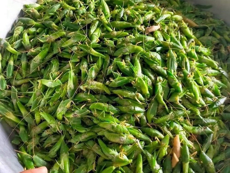 Mỗi người đi vợt nhiều lắm cũng chỉ được vài lạng nên phải gom từ nhiều người, trong nhiều ngày mới có.