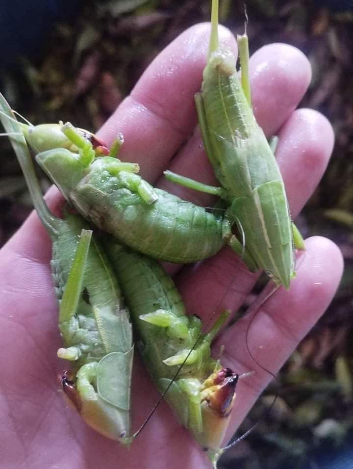 Theo chị Thảo, muồm muỗm lúa có giá cao do rất hiếm, chưa nuôi được lại khó bắt.