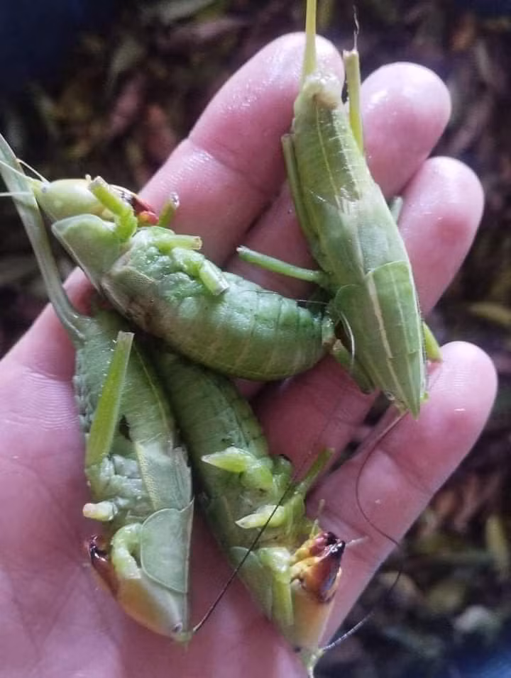 Theo chị Thảo, muồm muỗm lúa có giá cao do rất hiếm, chưa nuôi được lại khó bắt.