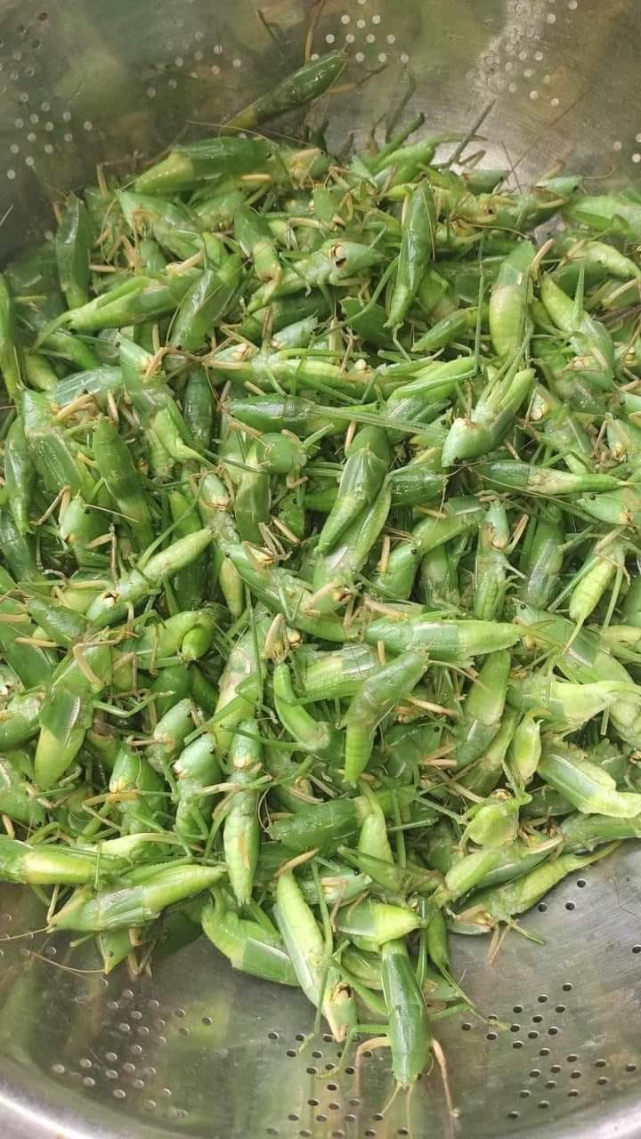 Chuyên bán các đặc sản vùng quê, chị Thảo (Hà Đông, Hà Nội) cho biết, ban đầu lấy được ít muồm muỗm chị đăng thử trên chợ mạng, không ngờ thu hút hàng trăm lượt bình luận và đặt hàng.