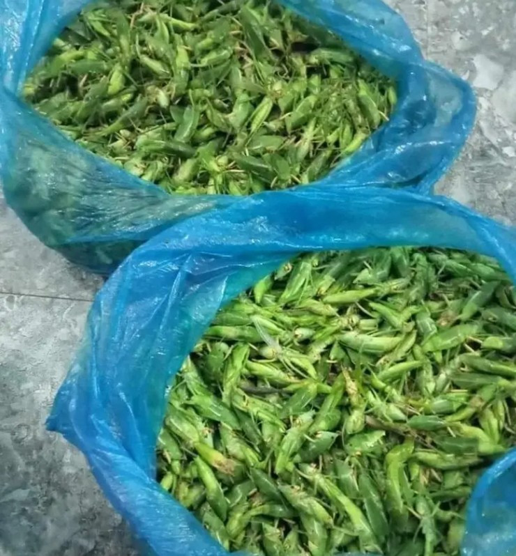 Hôm trước, chị Nga vô tình thấy có người rao bán muồm muỗm nên hỏi giá mới giật mình khi một kg muồm muỗm có giá lên tới 800.000 đồng/kg.