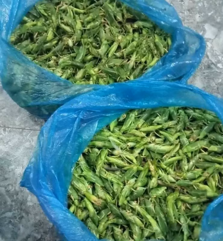 Hôm trước, chị Nga vô tình thấy có người rao bán muồm muỗm nên hỏi giá mới giật mình khi một kg muồm muỗm có giá lên tới 800.000 đồng/kg.