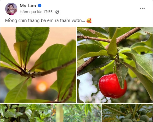 Trên trang cá nhân, ca sĩ Mỹ Tâm vừa chia sẻ hình ảnh khu vườn xanh mướt, ngập tràn hoa trái khiến người hâm mộ, bạn bè không khỏi xuýt xoa.